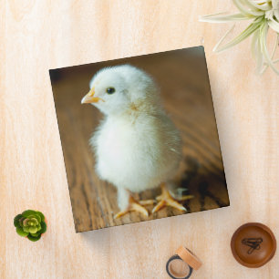 Cutest Baby Animals Baby Chick 3 Ring Binder