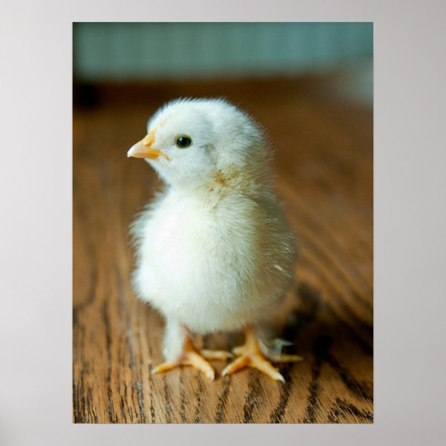 Cutest Baby Animals | Baby Chick Poster (Front)