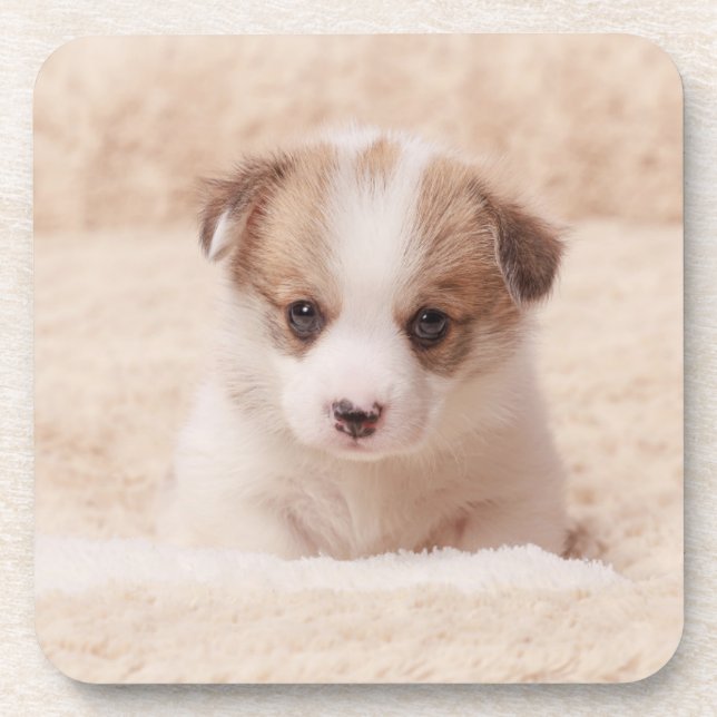 Cutest Baby Animals | Baby Corgi Beverage Coaster (Front)
