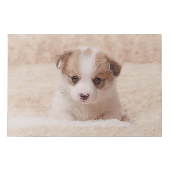 Cutest Baby Animals | Baby Corgi Faux Canvas Print (Front)