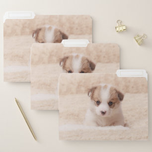 Cutest Baby Animals   Baby Corgi File Folder