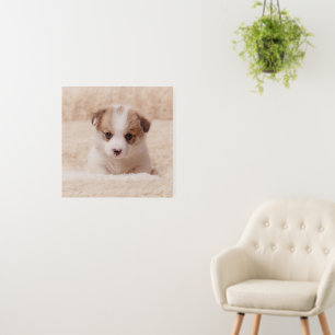 Cutest Baby Animals   Baby Corgi Foam Board