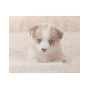 Cutest Baby Animals Baby Corgi Gallery Wrap
