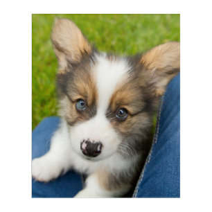 Cutest Baby Animals Baby Corgi in My Lap Acrylic Print