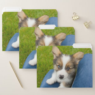 Cutest Baby Animals   Baby Corgi in My Lap File Folder