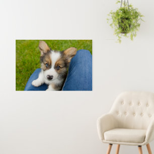 Cutest Baby Animals Baby Corgi in My Lap Foam Board