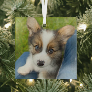 Cutest Baby Animals Baby Corgi in My Lap Glass Ornament