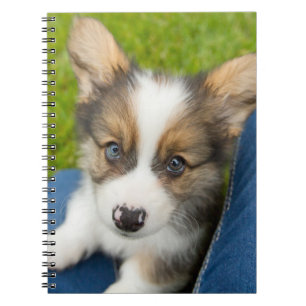 Cutest Baby Animals Baby Corgi in My Lap Notebook