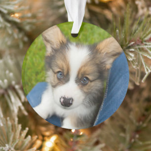 Cutest Baby Animals Baby Corgi in My Lap Ornament