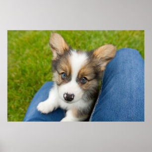 Cutest Baby Animals Baby Corgi in My Lap Poster