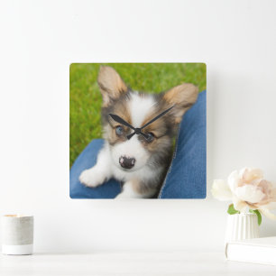 Cutest Baby Animals Baby Corgi in My Lap Square Wall Clock