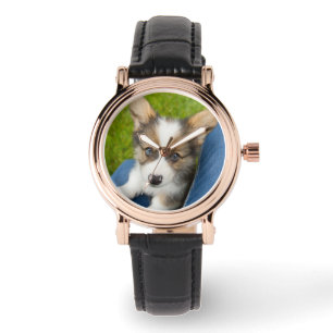 Cutest Baby Animals Baby Corgi in My Lap Watch