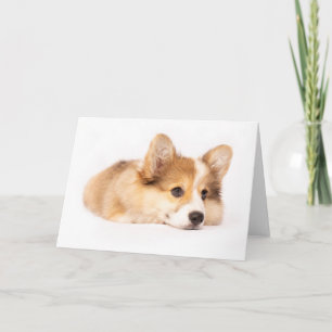 Cutest Baby Animals   Baby Corgi Puppy Portrait Card