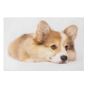 Cutest Baby Animals Baby Corgi Puppy Portrait Faux Canvas Print