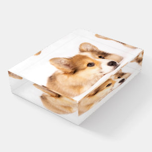 Cutest Baby Animals Baby Corgi Puppy Portrait Paperweight