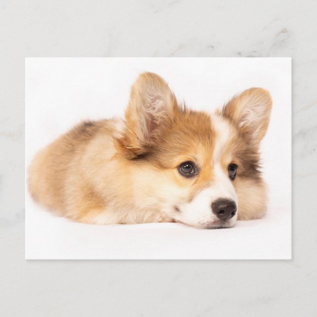 Cutest Baby Animals | Baby Corgi Puppy Portrait Postcard (Front)