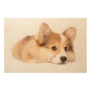 Cutest Baby Animals   Baby Corgi Puppy Portrait Wood Wall Art