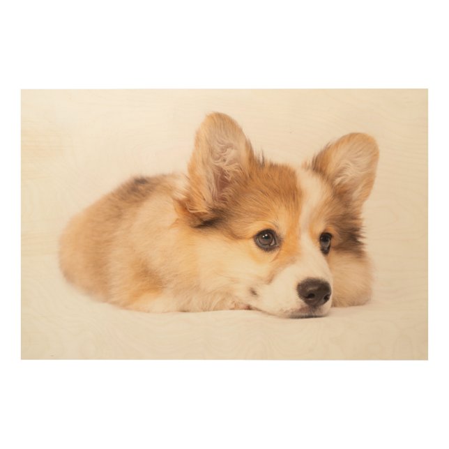 Cutest Baby Animals | Baby Corgi Puppy Portrait Wood Wall Art (Front)