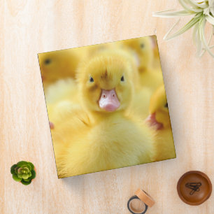 Cutest Baby Animals Baby Duck Group 3 Ring Binder