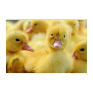Cutest Baby Animals Baby Duck Group Acrylic Print