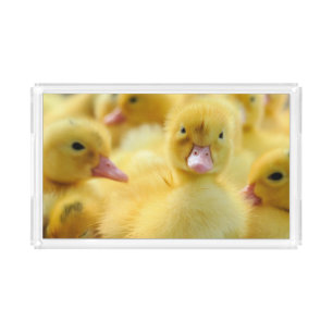 Cutest Baby Animals   Baby Duck Group Acrylic Tray