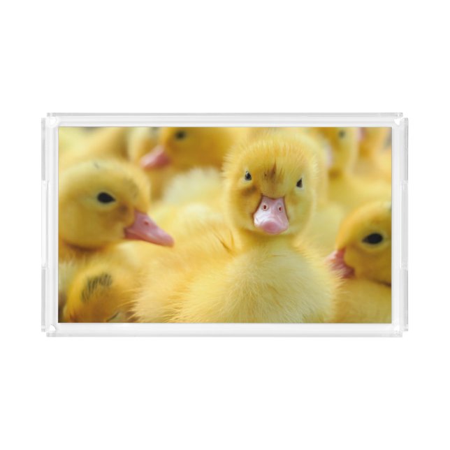 Cutest Baby Animals | Baby Duck Group Acrylic Tray (Front)