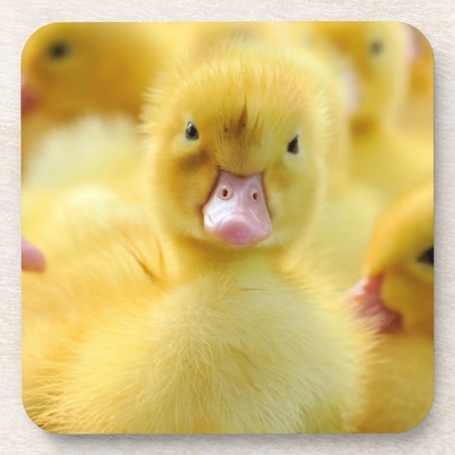 Cutest Baby Animals | Baby Duck Group Beverage Coaster (Front)