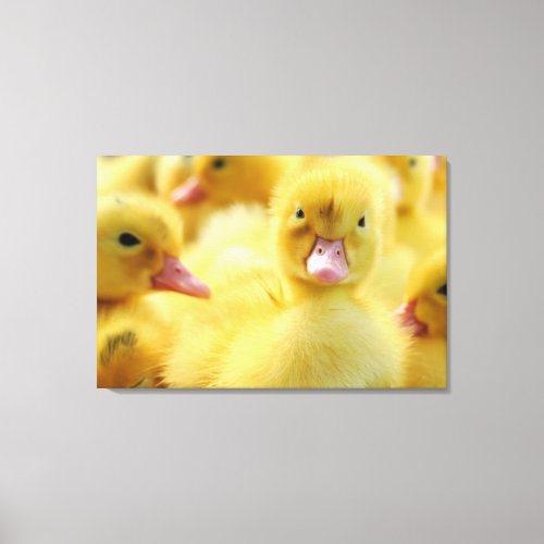 Cutest Baby Animals  Baby Duck Group Canvas Print