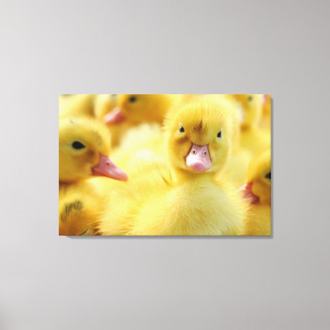Cutest Baby Animals | Baby Duck Group Canvas Print (Front)