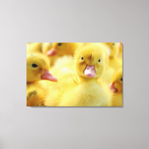 Cutest Baby Animals  Baby Duck Group Canvas Print
