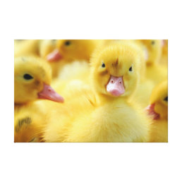 Cutest Baby Animals | Baby Duck Group Canvas Print