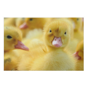 Cutest Baby Animals   Baby Duck Group Faux Canvas Print