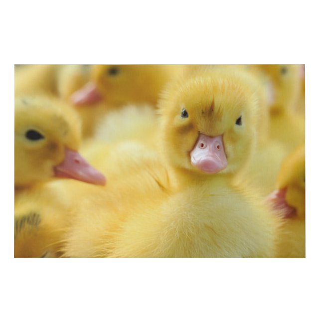 Cutest Baby Animals | Baby Duck Group Faux Canvas Print (Front)
