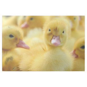 Cutest Baby Animals Baby Duck Group Gallery Wrap