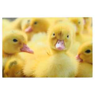 Cutest Baby Animals Baby Duck Group Metal Print