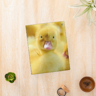 Cutest Baby Animals Baby Duck Group Mini Binder