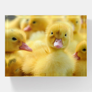 Cutest Baby Animals Baby Duck Group Paperweight