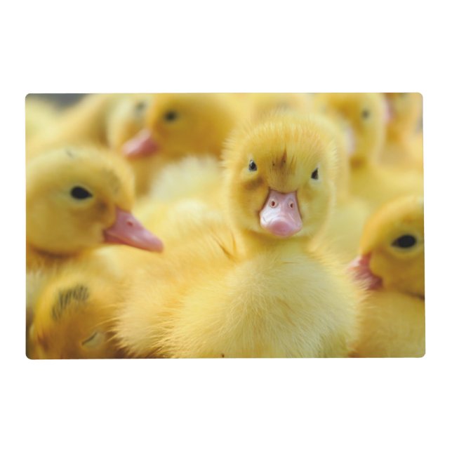 Cutest Baby Animals | Baby Duck Group Placemat (Front)