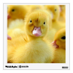 Cutest Baby Animals Baby Duck Group Wall Decal