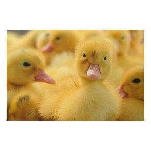 Cutest Baby Animals Baby Duck Group Wood Wall Art