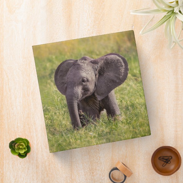Cutest Baby Animals | Baby Elephant Kenya Africa 3 Ring Binder (In Situ)