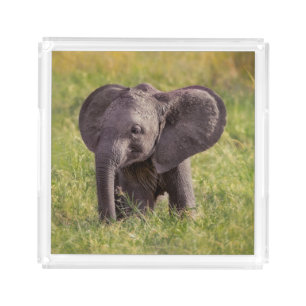 Cutest Baby Animals Baby Elephant Kenya Africa Acrylic Tray