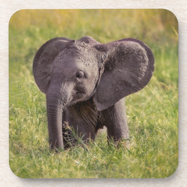 Cutest Baby Animals | Baby Elephant Kenya Africa Beverage Coaster (Front)