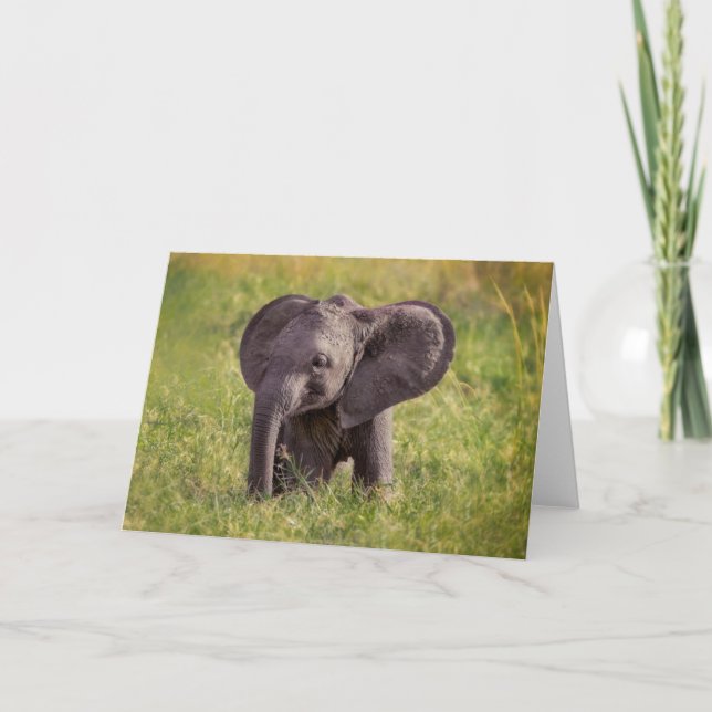 Cutest Baby Animals | Baby Elephant Kenya Africa Card (Front)