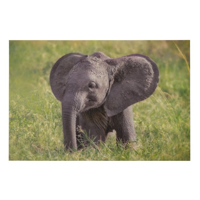 Cutest Baby Animals | Baby Elephant Kenya Africa Faux Canvas Print (Front)