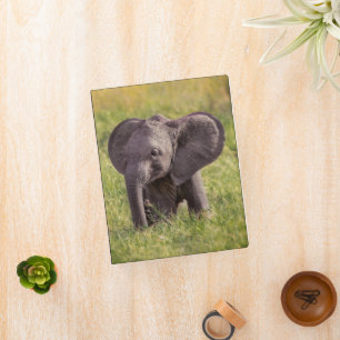 Cutest Baby Animals   Baby Elephant Kenya Africa Mini Binder