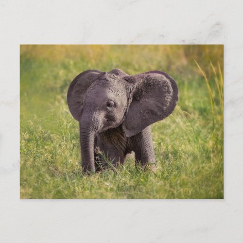 Cutest Baby Animals  Baby Elephant Kenya Africa Postcard
