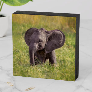 Cutest Baby Animals Baby Elephant Kenya Africa Wooden Box Sign