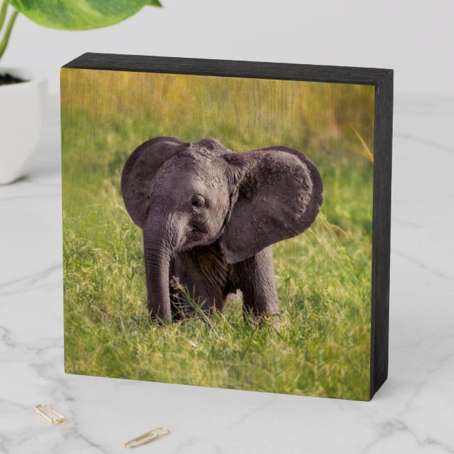 Cutest Baby Animals | Baby Elephant Kenya Africa Wooden Box Sign (In Situ Horizontal)