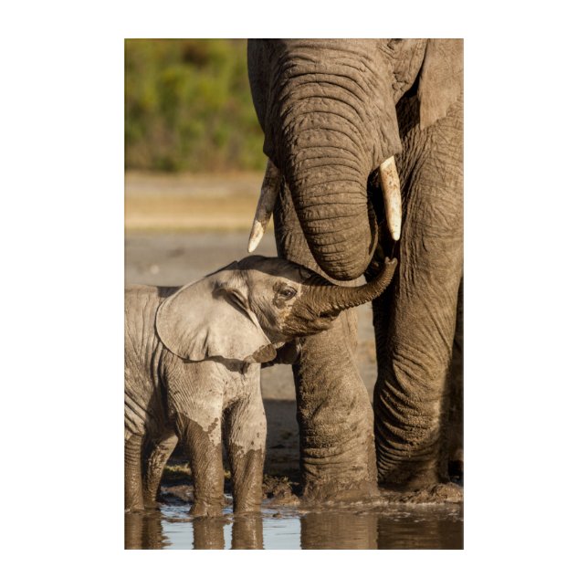Cutest Baby Animals | Baby Elephant & Mama Acrylic Print (Front)